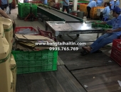 BĂNG TẢI BƯỞI DA XANH BẾN TRE
